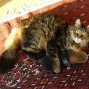 aslankral_kedi_oyun_DSC3605_600.jpg