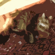 aslankral_kedi_oyun_DSC3605_cutout771_600.jpg