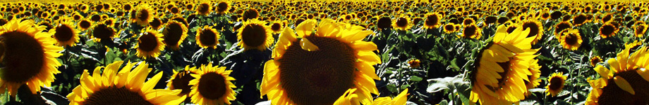 ASLAN KRAL’IN MACERALARI Rotating Header Image