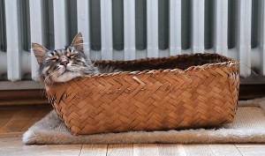 Aslan Kral Kedi Sepet