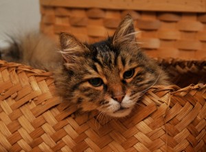 Aslan Kral kedi sepet