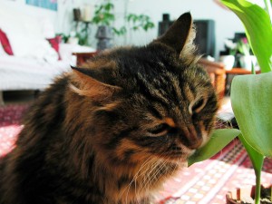 Aslan Kral Kedi Sepet
