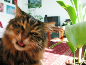 Aslan Kral Kedi Sepet