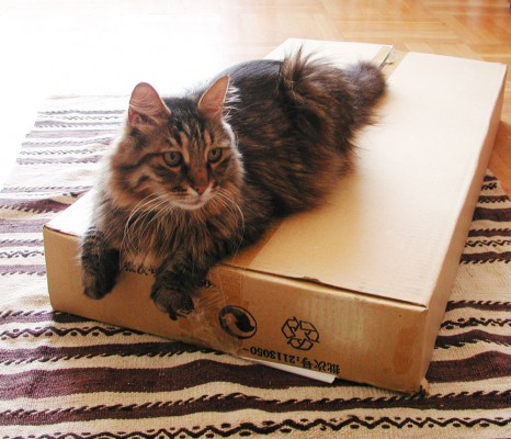Aslan Kral Kedi IKEA